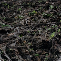 [완도금일수협] 건파래자반 1봉/2봉 (봉당200g)