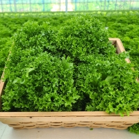 [만원의 행복]  GAP 인증 유러피안샐러드(푸)