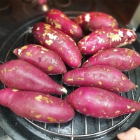 [오커캄스] 해남 고구마 베니하루카 꿀고구마