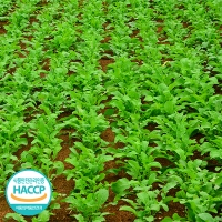 시원하고 아삭한 식감의 열무김치 & 열무물김치(푸)