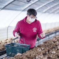 예산청년농부의 무농약 생표고버섯 선물세트 1kg / 2kg 직접재배 무농약표고버섯