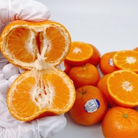 [오커최고] 수입 만다린 1kg 2kg