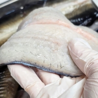 [자포니카] 민물장어 손질전 1kg [손질후 750g내외][소스2종/초생강증정]