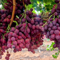 (제)체리크러쉬 &  파이어크런치