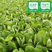 [자연속애] GAP 무농약 유러피안 샐러드 800g/1kg (3~6종/랜덤) 당일수확출고