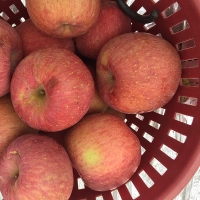 [만원의 행복] [사과캄스] 빨간 부사 사과 1.5kg 2kg 3kg 가정용 실속형