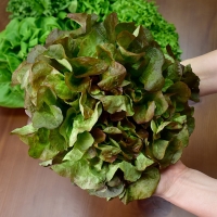 [1만원균일가][무농약/수경재배] 당일수확 유러피안 샐러드 야채모듬 [1kg/4-6종]