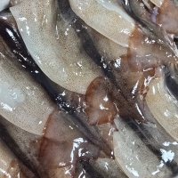 동해안 자연산 급냉 오징어(20~24미)