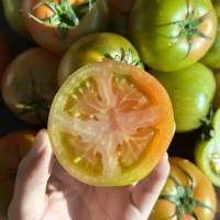 [산지직송] 부산_대저짭잘이 토마토 2.5kg [소/중/대]