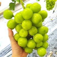 [명절특선] [농협] 한아름드린 샤인머스캣 선물세트 2kg/4kg(2품목)