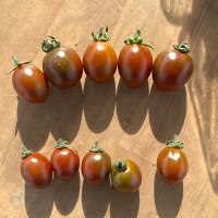 [만원의 행복] 프리미엄 흑대추 방울토마토(푸)