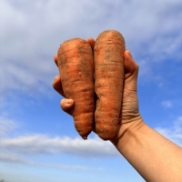 국내산 흙당근 3kg