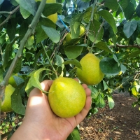 [오커마니] 제주 황금향 3kg 5kg 선물세트