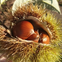 [만원의 행복] 부여 햇밤(푸)