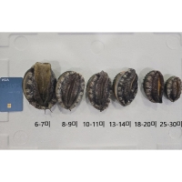 [보름데이] 자연이 선사하는 풍부한 영양  완도산 활 전복