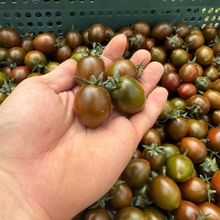 대저 흑대추 방울토마토