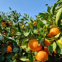 [오커최고] 따봉 수입 오렌지 중과 대과 사이즈