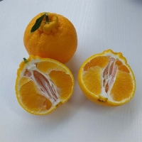 [신한카드 할인] [제주직송] 프리미엄 한라봉