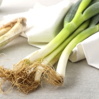 [농협] 한아름드린 신선 대파 2kg/4kg(특)