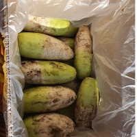 [주말특가] 겨울의 보물  제주 흙 월동무