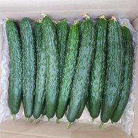 국내산 가시오이(푸)