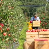 [농장직송] 고당도 정품 엔비사과 1kg/5kg