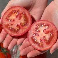 [오커캄스] 완숙 토마토 2kg 3kg 5kg 1~3번