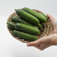 [오커캄스] 작은 미니오이 피클리노 10개입 20개입