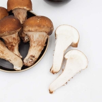 버섯농꾼 참송이버섯