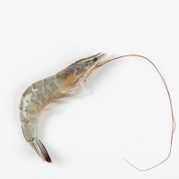 [제철수산물]활 흰다리새우 1kg(최)