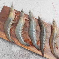 [오커브팜] 흰다리 새우 활새우 500g 1kg