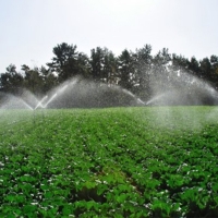 저온숙성 발효 묵은지(푸)