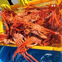 국내산 왕큰 명품 설탕홍게 3kg  속초홍게 직송