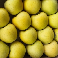 [사과최고] 황금빛 시나노 골드 사과 2kg 3kg 5kg 오커