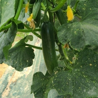 [만원의 행복] [한입최고] 대세 미니오이 500g 1kg 2kg 아삭한 오이