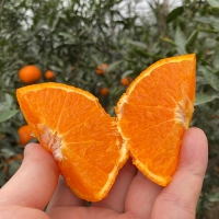 [오커늘푸] 찐한 카라향 제주 카라향 2kg 3kg 5kg