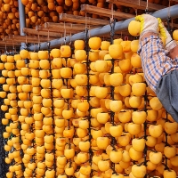 전통방식 그대로인 반건시 상주곶감(푸)