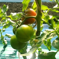 높은당도 프리미엄 대저 토마토(푸)