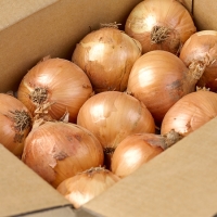 [오커최고] 양파 햇 하얀양파 1kg 2kg 3kg 5kg 소 중 특 사이즈