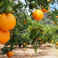 [부엌애] 프리미엄 당도선별 고당도 퓨어스펙 블랙라벨 오렌지 3kg~5kg