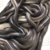 고창  자포니카 명품 풍천 민물장어(푸)