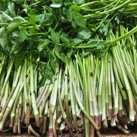 [신한카드 할인] 청정지역이 키워낸 청도미나리