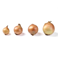 (최켓) 국내산 햇 양파 2kg~10kg
