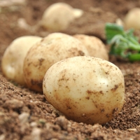 [농협] 한아름드린 수미감자 2kg/3kg/5kg/10kg (중대/개당60-100g)