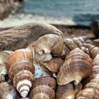 동해안 자연산 고추골뱅이 1kg 생물