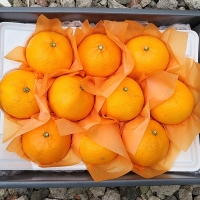 [오커캄스] 제주 천혜향 천리가는 천혜향 선물세트 선물가방 보자기