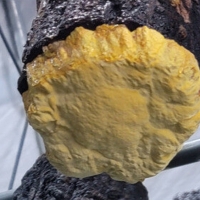 [형지] 국산100% 참나무에서 자란 황금빛 상황버섯 150g