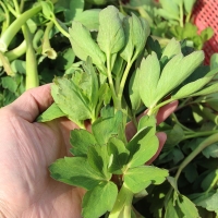 여수 금오도 해풍맞은 방풍나물 봄나물 나물 1kg 500g