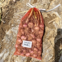 방앗간아이 늘푸른 국내산 햇마늘 산지직송 무료배송 / 1kg 2kg 3kg 5kg 10kg