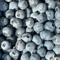 [오커최고] 국내산 블루베리 생과 블루베리 18~20mm